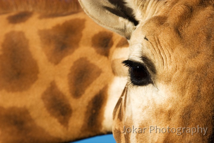 20060409_Western Plains Zoo_177.jpg - Giraffe waiting for a carrot, Western Plains Zoo, NSW